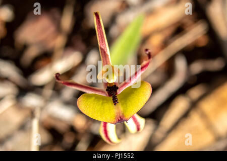 Caladenia roei, Ant Orchid Stockfoto