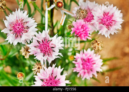 Weiß-Rosa kornblumen (Centaurea cyanus), einen weißen Ring von wenigen großen Verbreitung Zungenblüten umgibt eine zentrale Pink Cluster od Scheibenblüten, sele Stockfoto