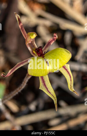 Caladenia roei, Ant Orchid Stockfoto