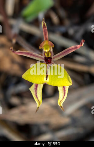 Caladenia roei, Ant Orchid Stockfoto