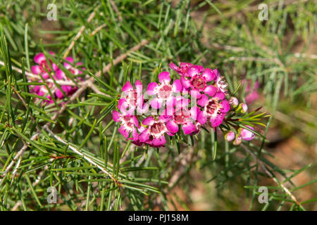 Chamelaucium uncinatum, tief Rosa Geraldton Waldrebe Stockfoto