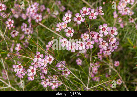 Chamelaucium uncinatum, Rosa Geraldton Waldrebe Stockfoto