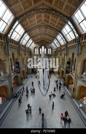 Haupthalle, Natural History Museum, Cromwell Road, Kensington, London, England, Grossbritannien Stockfoto