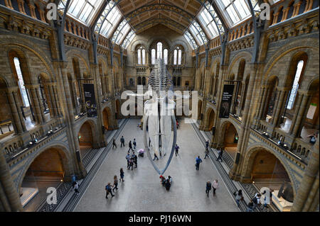 Haupthalle, Natural History Museum, Cromwell Road, Kensington, London, England, Grossbritannien Stockfoto