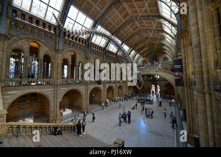 Haupthalle, Natural History Museum, Cromwell Road, Kensington, London, England, Grossbritannien Stockfoto