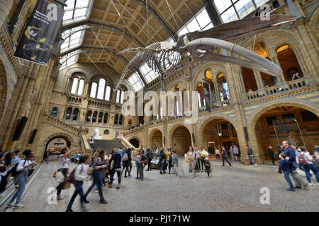 Haupthalle, Natural History Museum, Cromwell Road, Kensington, London, England, Grossbritannien Stockfoto