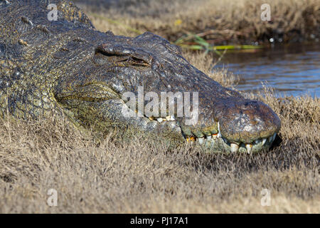 Close up Kopfschuss eines großen Nilkrokodil Crocodylus niloticus am Ufer des Chobe River in Botswana sonnt Stockfoto