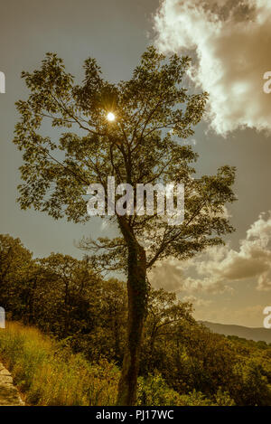 Ein Baum entlang der Skyline Drive mit der Sonne spähen durch die Äste Stockfoto