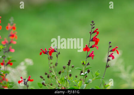 Rot Salvia Blüten. Stockfoto