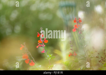 Rot Salvia Blüten. Stockfoto