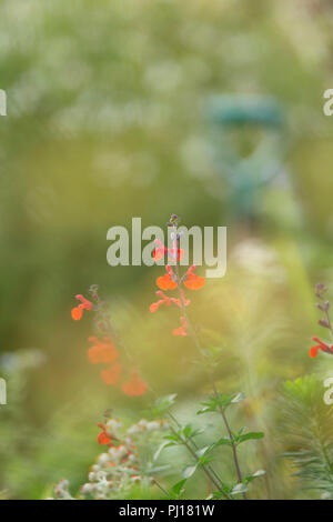 Rot Salvia Blüten. Stockfoto