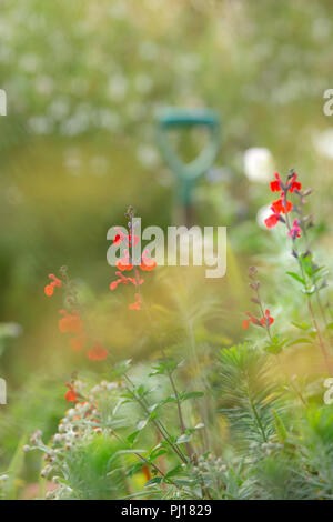 Rot Salvia Blüten. Stockfoto