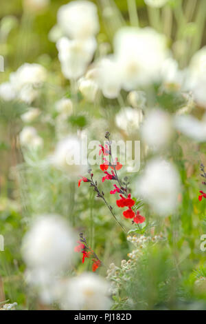 Rot Salvia Blüten. Stockfoto