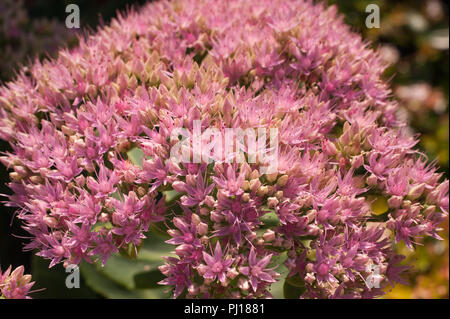 Junge neu Eröffnung zarte candy rosa Blüten mit saftigen sedum Pflanze, Hylotelephium spectabile, Fetthenne Stockfoto