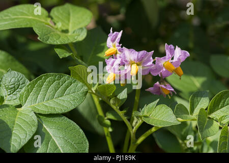 Ziemlich giftig hell-lila Kartoffeln Blumen, Solanum tuberosum ähnlich wie Tomaten und Nachtschatten, die Frucht wird der Giftstoff Solanin Stockfoto