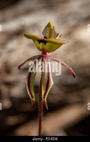 Caladenia roei, Ant Orchid Stockfoto
