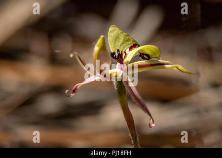 Caladenia roei, Ant Orchid Stockfoto