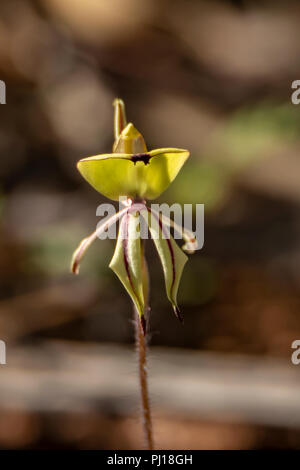 Caladenia roei, Ant Orchid Stockfoto