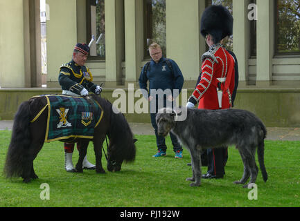 Maskottchen der Irish Guards Irish Wolfshound, Shetland pony Cruachan IV, Mascottchen Royal Regiment von Schottland, Buckingham Palace, London, England, Stockfoto