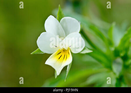 Feld Stiefmütterchen (Viola arvensis), Nahaufnahme der Blüte mit seiner Blätter im Hintergrund. Stockfoto