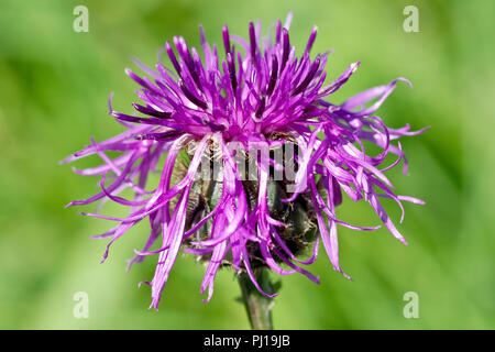 Mehr Flockenblume (centaurea scabiosa), in der Nähe eines einsamen Blume Kopf. Stockfoto