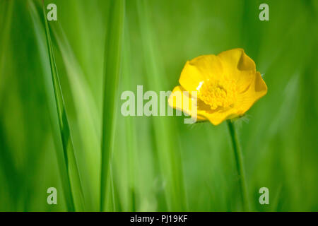 Wiese Hahnenfuß (Ranunculus acris), in der Nähe von einer einzigen Blume im Gras. Stockfoto