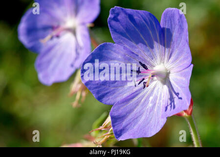 Wiese Cranesbill (Geranium pratense), in der Nähe von einer einzigen Blume mit einem anderen im Hintergrund. Stockfoto