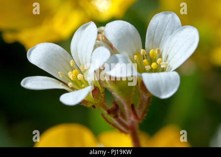 Wiese Steinbrech (Saxifraga granulata), in der Nähe von ein paar Blumen wachsen unter Butterblumen. Stockfoto