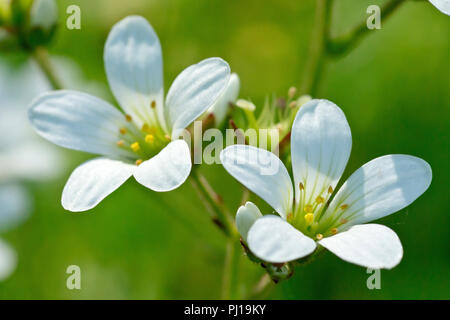 Wiese Steinbrech (Saxifraga granulata), in der Nähe von ein paar Blumen. Stockfoto