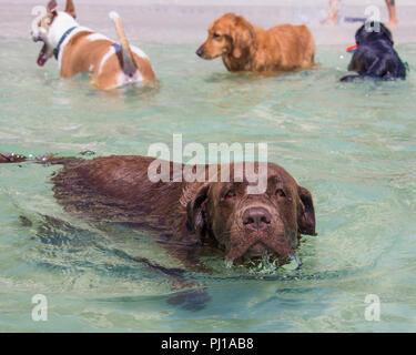 Vier Hunde im Ozean, United States Stockfoto