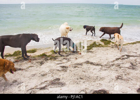 Gruppe von Hunden spielen am Strand, United States Stockfoto