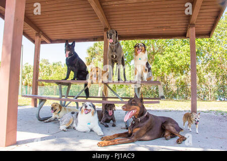 Gruppe von neun Hunde sitzen um einen Picknicktisch, United States Stockfoto