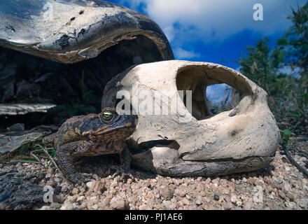 Cane Toad (Rhinella marina) Neben dem Skelett einer suppenschildkröte (Chelonia mydas), North Queensland, Australien Stockfoto