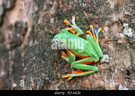 Wallace's Flying Frosch auf einem Baum, Indonesien Stockfoto