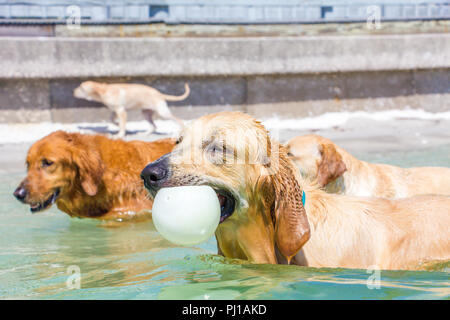 Golden Retriever Hunde mit einem Ball im Maul, United States Stockfoto