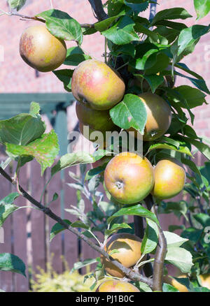 Malus Domestica Egremont Rotbraun Apple in einem Vorort Garten, England, Großbritannien Stockfoto