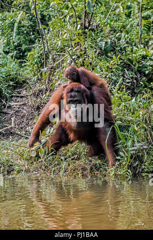 Weibliche Orang-utan von einem Ufer ihr Kind tragen, Borneo, Indonesien Stockfoto