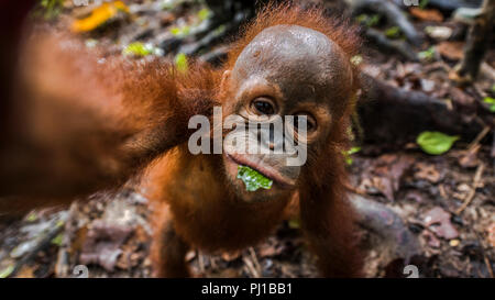 Porträt von einem Orang-utan Baby, Borneo, Indonesien Stockfoto