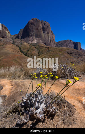 Die Blütezeit des Elefanten Fuß Pflanze, Tsaranoro Tal in der Nähe von Andringitra Nationalpark, Madagaskar Stockfoto