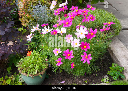 Cosmos Pflanze im Garten, England, UK. Stockfoto