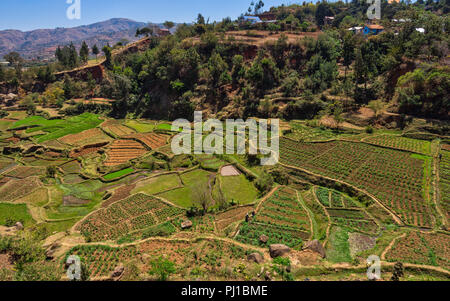 Terraced Rice Fields, Vakinancaratra Betafo, Region, Madagaskar Stockfoto