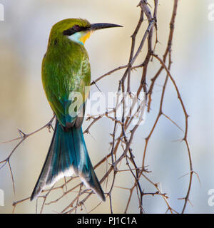 Swallow Tail Bienenfresser auf Zweig, Südafrika Stockfoto