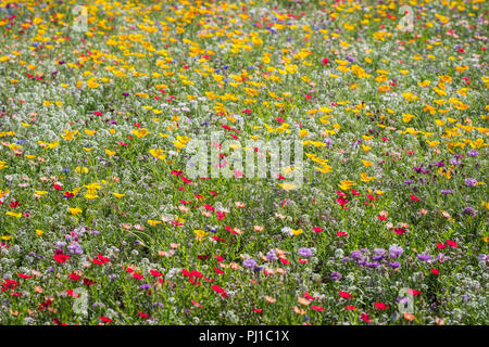 Wilde Blumen blühen auf einen Kreisverkehr. Stockfoto