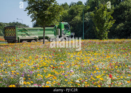 Wilde Blumen blühen auf einen Kreisverkehr. Stockfoto