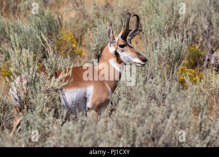 Pronghorn (Antilocapra americana) männlich in Highland Prairie, Yellowstone National Park, Wyoming, USA Stockfoto