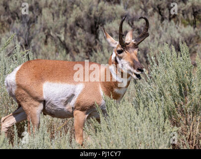 Pronghorn (Antilocapra americana) männliche Beweidung in Highland Prairie, Yellowstone National Park, Wyoming, USA Stockfoto