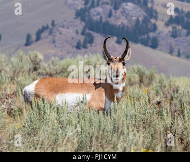 Pronghorn (Antilocapra americana) männlich in Highland Prairie, Yellowstone National Park, Wyoming, USA Stockfoto