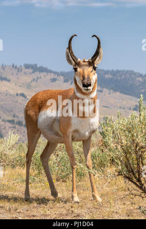 Pronghorn (Antilocapra americana) männlich in Highland Prairie, Yellowstone National Park, Wyoming, USA Stockfoto