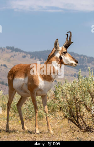 Pronghorn (Antilocapra americana) männlich in Highland Prairie, Yellowstone National Park, Wyoming, USA Stockfoto