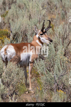 Pronghorn (Antilocapra americana) männliche Beweidung in Highland Prairie, Yellowstone National Park, Wyoming, USA Stockfoto